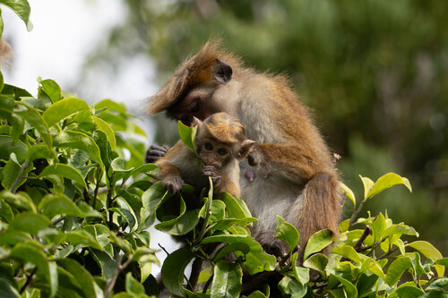 Toque Macaque