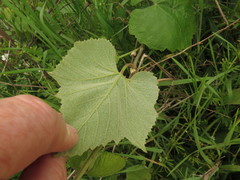 Vitis cinerea cinerea