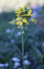 Coincya monensis, photograph (c) Lídia Carrera, some rights reserved (CC BY)