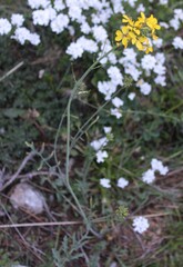 Coincya monensis, photograph (c) Lídia Carrera, some rights reserved (CC BY)