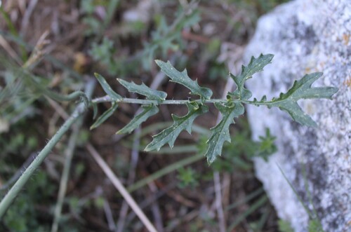Coincya monensis, photograph 3