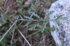 Coincya monensis, photograph (c) Lídia Carrera, some rights reserved (CC BY)