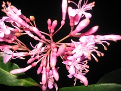 Fuchsia arborescens