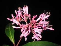 Fuchsia arborescens