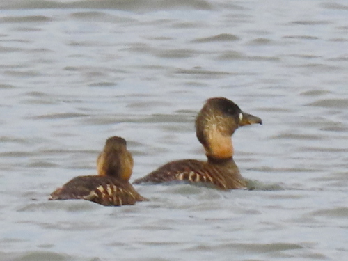 iNaturalist image