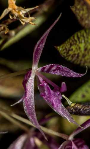 Manabi Macroclinium