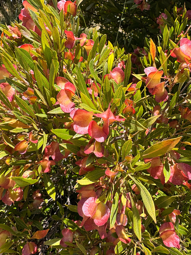 Dodonaea viscosa observed 2026-07-17