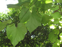 Vitis cinerea helleri