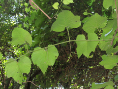 Vitis cinerea helleri