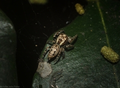 Paraphilaeus daemeli