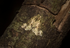Tamba conscripta