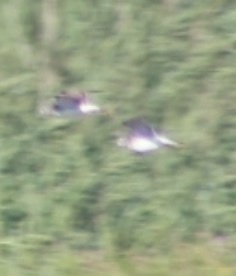 iNaturalist image