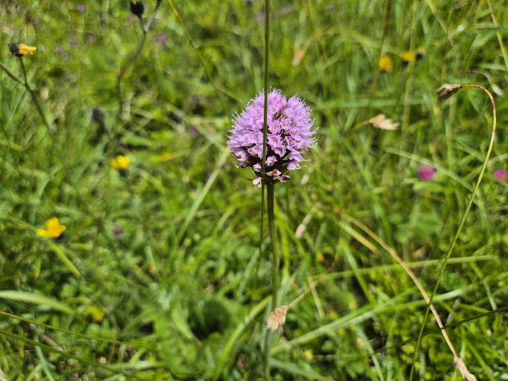 Traunsteinera globosa; photograph (c) Bobo-X, some rights reserved (CC BY)