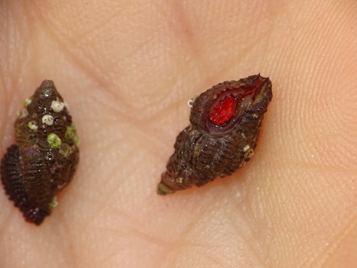 Ocinebrina aciculata observed 2026-07-19