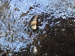 Potamopyrgus antipodarum