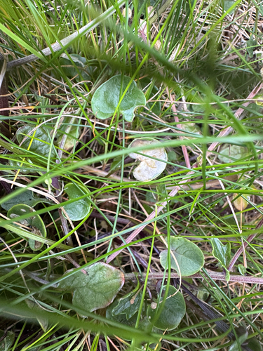 Cochlearia officinalis, photograph 3