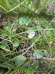 Cochlearia officinalis, photograph (c) Rosy Thomson, some rights reserved (CC BY)