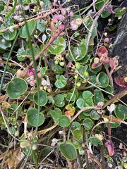 Cochlearia officinalis, photograph (c) Rosy Thomson, some rights reserved (CC BY)