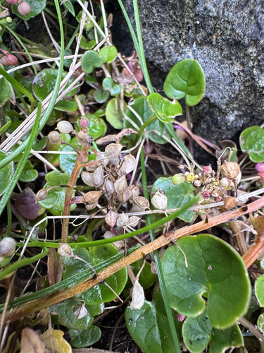 Cochlearia officinalis, photograph 5