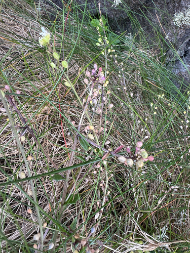 Cochlearia officinalis, photograph 2