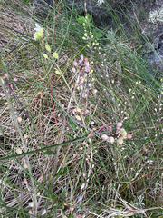 Cochlearia officinalis, photograph (c) Rosy Thomson, some rights reserved (CC BY)