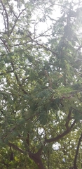 Vachellia pennatula