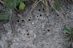 Leioproctus
