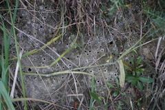 Leioproctus
