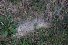 Leioproctus
