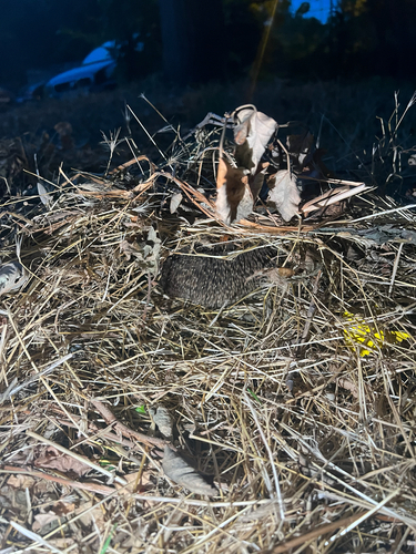 Northern White-breasted Hedgehog