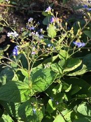 Brunnera