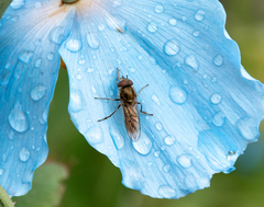Platycheirus manicatus