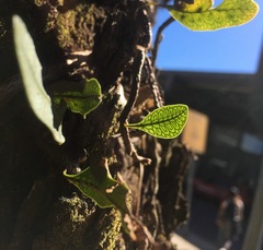 Microgramma squamulosa