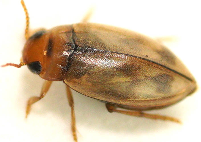 Orange Sutured Diving Beetle