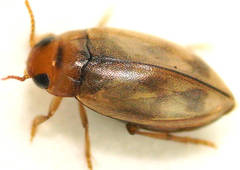 Allodessus bistrigatus