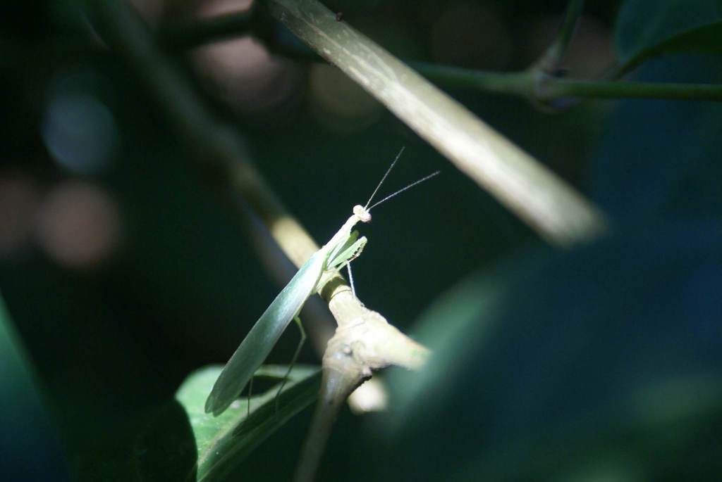 Chloromiopteryx thalassina