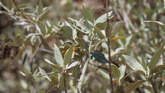 Buddleja cordata