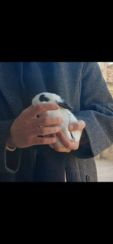 Domestic Rabbit