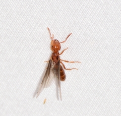 Lasius interjectus