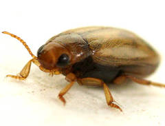 Allodessus bistrigatus