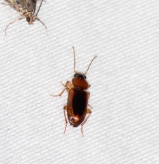 Stenolophus dissimilis