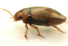 Allodessus bistrigatus