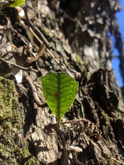 Microgramma squamulosa