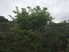 Sambucus racemosa racemosa
