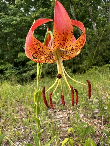Lilium pyrophilum