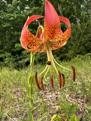 Lilium pyrophilum, photograph (c) Anne Parker, some rights reserved (CC BY)