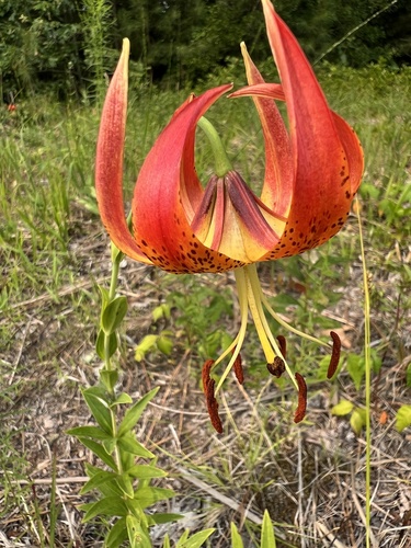 Lilium pyrophilum, photograph 2