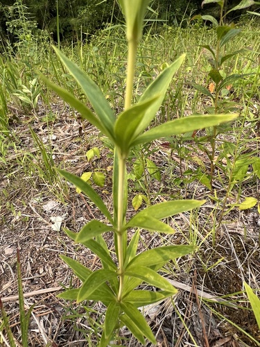 Lilium pyrophilum, photograph 3