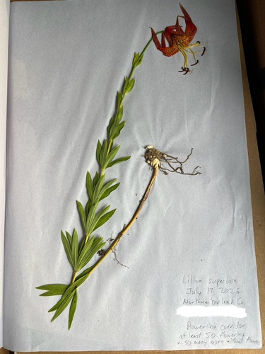 Lilium pyrophilum, photograph 4