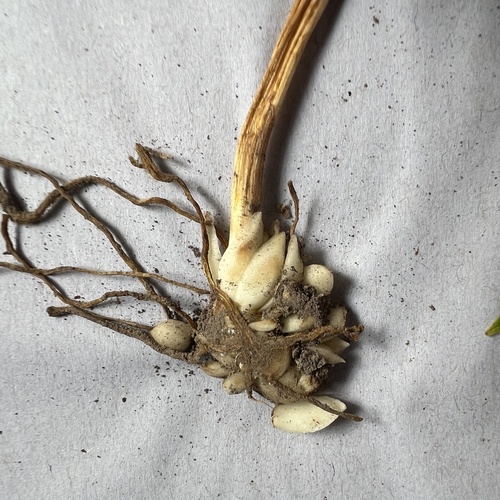 Lilium pyrophilum, photograph 6
